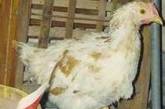 В Китае найденена не просыхающая от пьянства курица