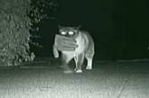 Кот-клептоман стал героем программы на Animal Planet (видео)