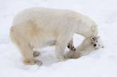 Белый медвежонок с мамой-медведицей в финском парке. ФОТО