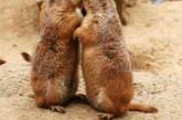 В зоопарке США луговые собачки заманивают посетителей объятиями с поцелуями