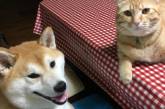 Новые звезды Instagram: сиба-ину и рыжий кот. ВИДЕО