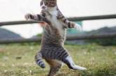 Забавные кошки-ниндзя покорили Сеть. ФОТО