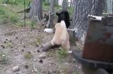 Кот загнал медведя на дерево. Видео
