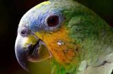 Курьез дня: женщина узнала об измене супруга от попугая