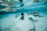 Австралийка без опаски плавает с акулами. ФОТО