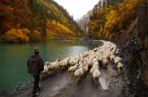 Зимняя миграция овец в горах Грузии. ФОТО