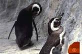 Калифорнийский пингвин-гей сменил ориентацию