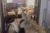 Всё в дом: в Британии собака загнала на кухню стадо овец. ФОТО