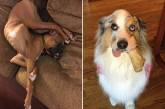 Забавные фото застывших собак