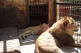 Обитателям румынского зоопарка запретили спариваться