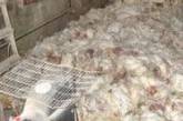 В Крыму возбуждено дело за «куриный голодомор»