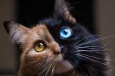 Двуликая кошка-химера с разноцветными глазами. ФОТО