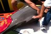 Выпрыгнувший из воды дельфин упал в лодку