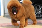Китайский бизнесмен купил себе собачку за 1,6 миллионов долларов 