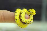 Фотографии с очаровательными и милыми змеями. ФОТО