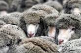 В Туве в давке погибли 245 овец
