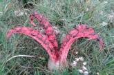 Пальцы дьявола: самый жуткий гриб в мире. ФОТО