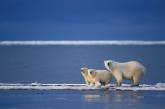 Северный Ледовитый океан становится пресным