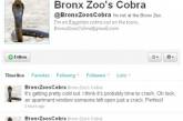У сбежавшей нью-йоркской змеи появился твиттер