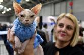 Международная кошачья выставка SuperCatShow 2017. ФОТО