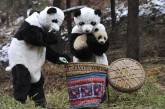 Резерваты гигантской панды в провинции Сычуань. ФОТО