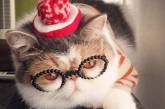 Знакомьтесь, это Буона – японская инста-кошка с безупречным чувством стиля. ьФОТО