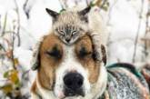 Мимишность зашкаливает: кот и пес путешествуют вместе. Фото