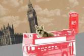 Лисица-путешественница из Лондона стала новой звездой Сети. ФОТО