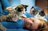 Специалисты подсказали, какие болезни лечат кошки
