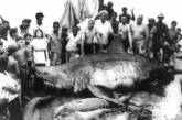 Самые большие пойманные в истории акулы. ФОТО
