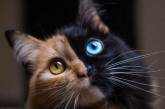 2 в 1: Кимера – восхитительная двуликая кошка-химера. ФОТО