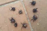 Это Австралия, детка: людей шокировал дождь из ядовитых пауков. ФОТО