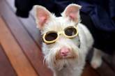 Псу-альбиносу приходится носить солнцезащитные очки. ФОТО