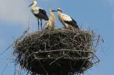 Гнездо аиста обесточило 60 тысяч домов в Нидерландах