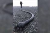 На Чукотке нашли морских водорослей-змей из США. ФОТО