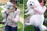 Очаровательные фото повзрослевших собак: до и после. ФОТО