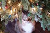 Новогодние коты: к празднику готовы. ФОТО