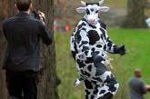 Американец в костюме коровы украл из супермаркета 98 литров молока