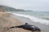 В Тихой бухте Коктебеля нашли мертвого дельфина 