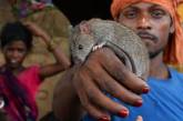 В беднейшем индийском штате Бихар выживают, питаясь крысами. ФОТО