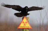 В Чернобыле выжили только черные птицы