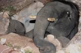 В Таиланде слоненок провалился в канализационный люк