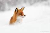 Забавные фотки диких лисиц, соскучившихся по снегу. ФОТО