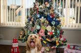 Британка купила 68 рождественских подарков для своей собаки. ФОТО