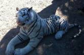 Британская полиция провела операцию по поимке игрушечного тигра