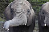 Слониха из британского парка научилась играть на губной гармошке