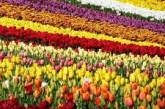 Януковичу купят цветов на миллион