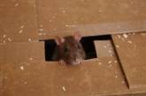 В Австралии объявили в розыск крысу, укравшую вставную челюсть