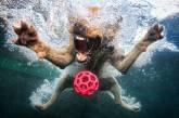 История о том, как собаки ловят мячик под водой. ФОТО