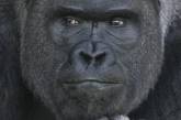Очаровательный самец гориллы Сабани из зоопарка Хигасияма. ФОТО